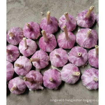 fresh red purple white wholesale china garlic price